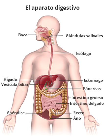 APARATO DIGESTIVO image