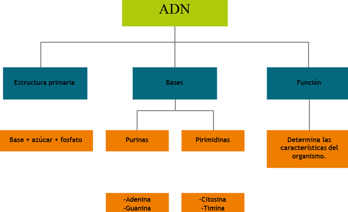 ADN image
