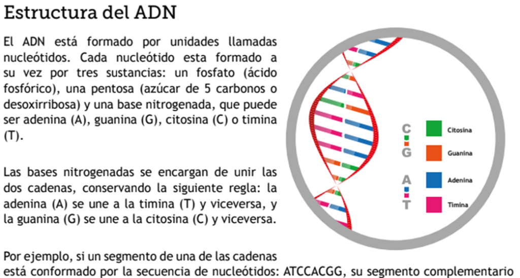 ADN image