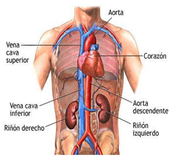 APARATO CIRCULATORIO image