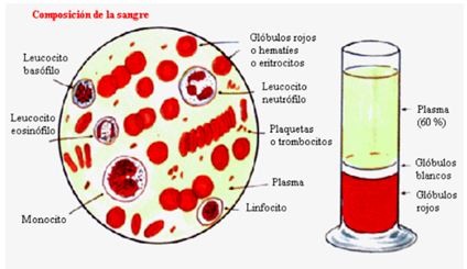 APARATO CIRCULATORIO image
