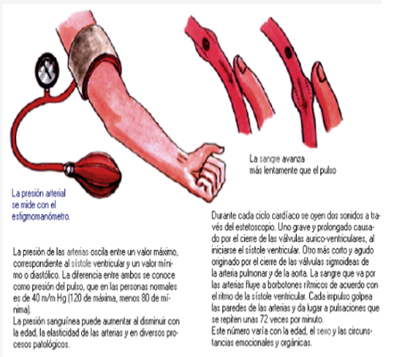 APARATO CIRCULATORIO image