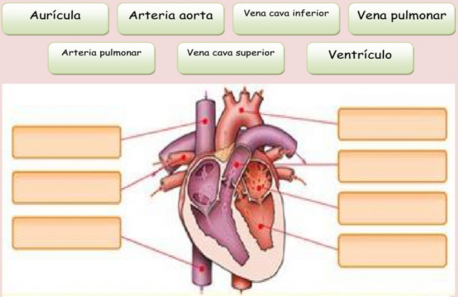 APARATO CIRCULATORIO image