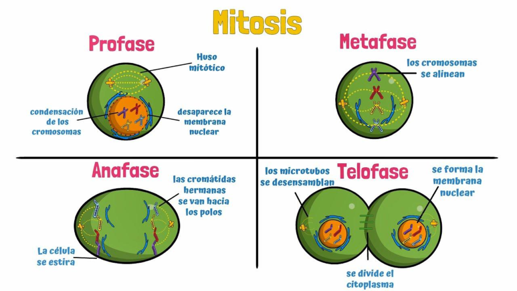 🧬DIVISIÓN CELULAR: MITOSIS Y MEIOSIS image
