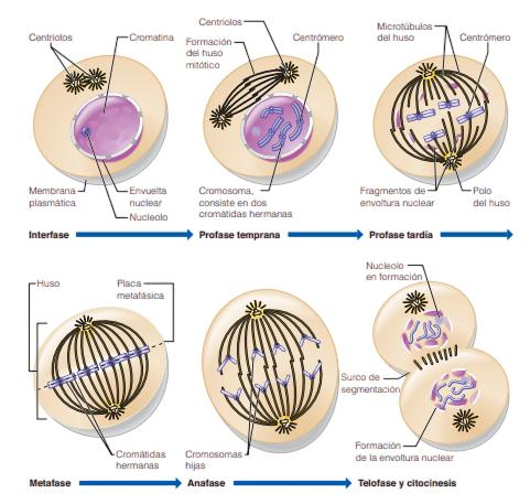 🧬DIVISIÓN CELULAR: MITOSIS Y MEIOSIS image