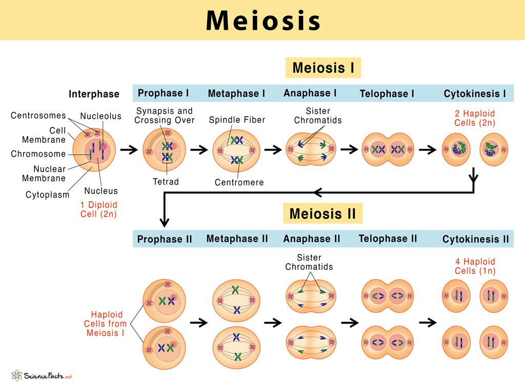 🧬DIVISIÓN CELULAR: MITOSIS Y MEIOSIS image