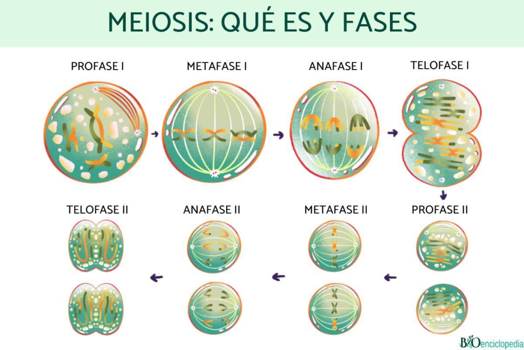🧬DIVISIÓN CELULAR: MITOSIS Y MEIOSIS image