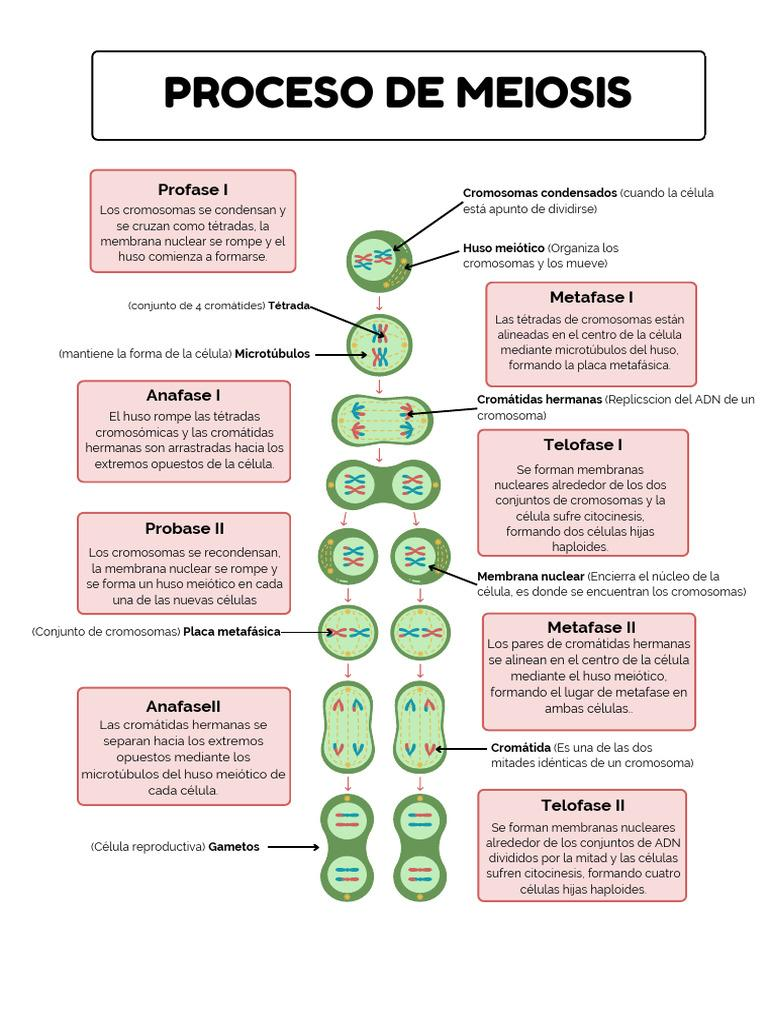 🧬DIVISIÓN CELULAR: MITOSIS Y MEIOSIS image