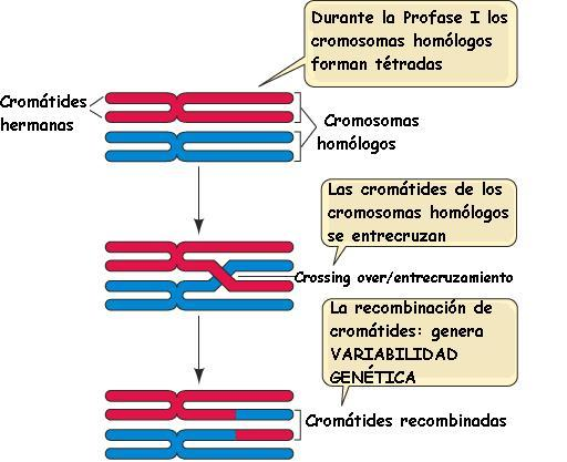 🧬DIVISIÓN CELULAR: MITOSIS Y MEIOSIS image