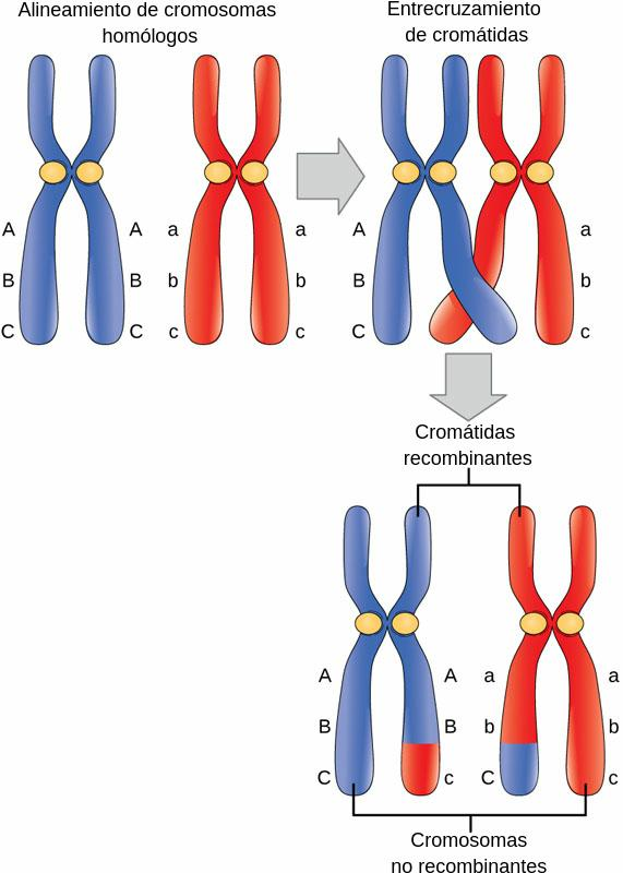 🧬DIVISIÓN CELULAR: MITOSIS Y MEIOSIS image