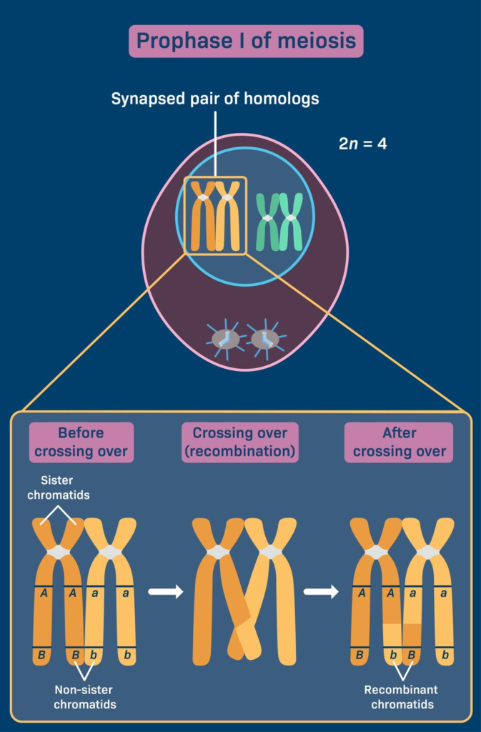🧬DIVISIÓN CELULAR: MITOSIS Y MEIOSIS image