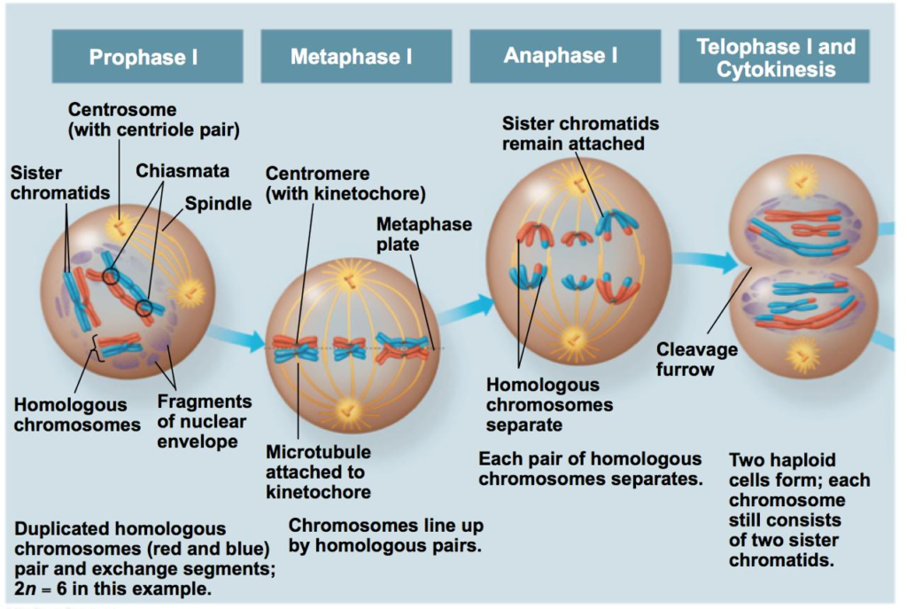 🧬DIVISIÓN CELULAR: MITOSIS Y MEIOSIS image