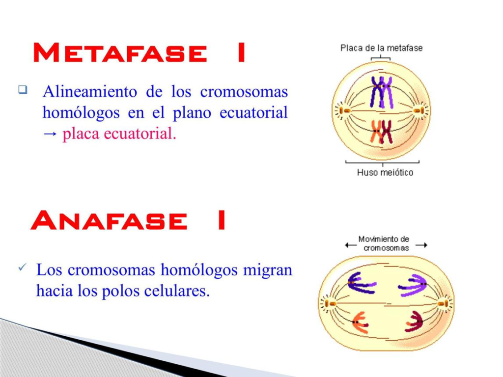 🧬DIVISIÓN CELULAR: MITOSIS Y MEIOSIS image