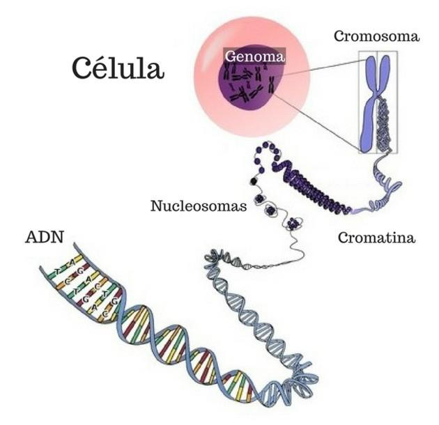 🧬DIVISIÓN CELULAR: MITOSIS Y MEIOSIS image