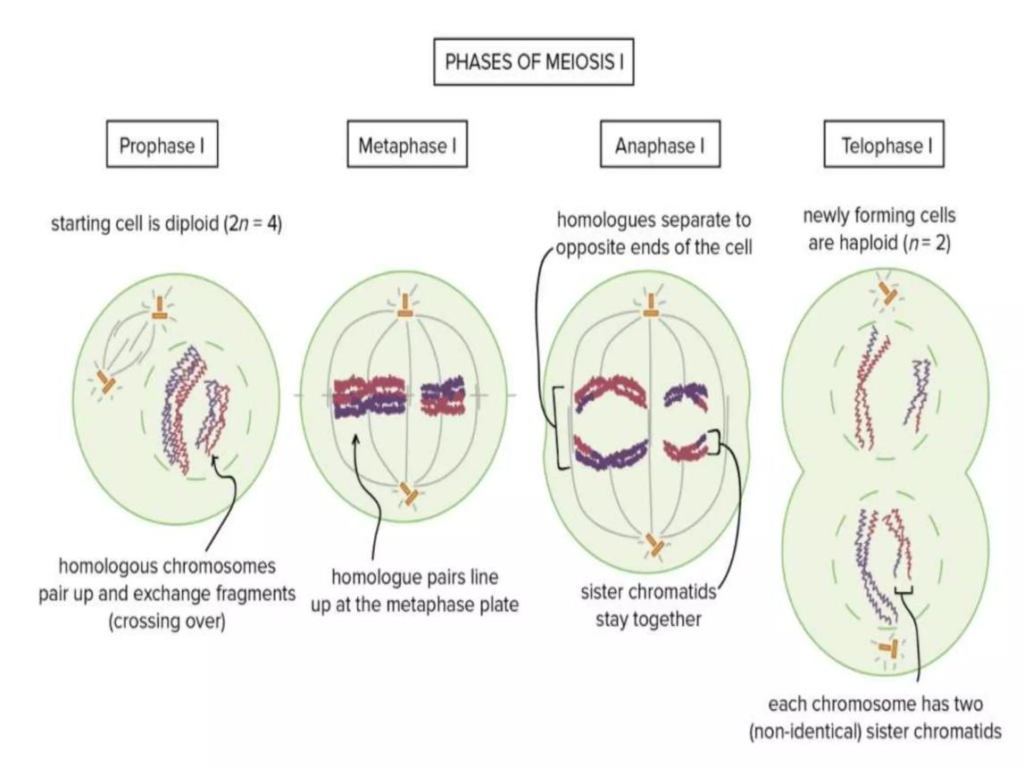 🧬DIVISIÓN CELULAR: MITOSIS Y MEIOSIS image