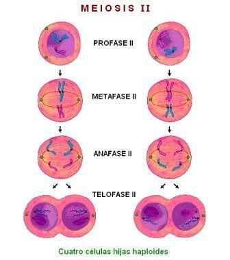 🧬DIVISIÓN CELULAR: MITOSIS Y MEIOSIS image