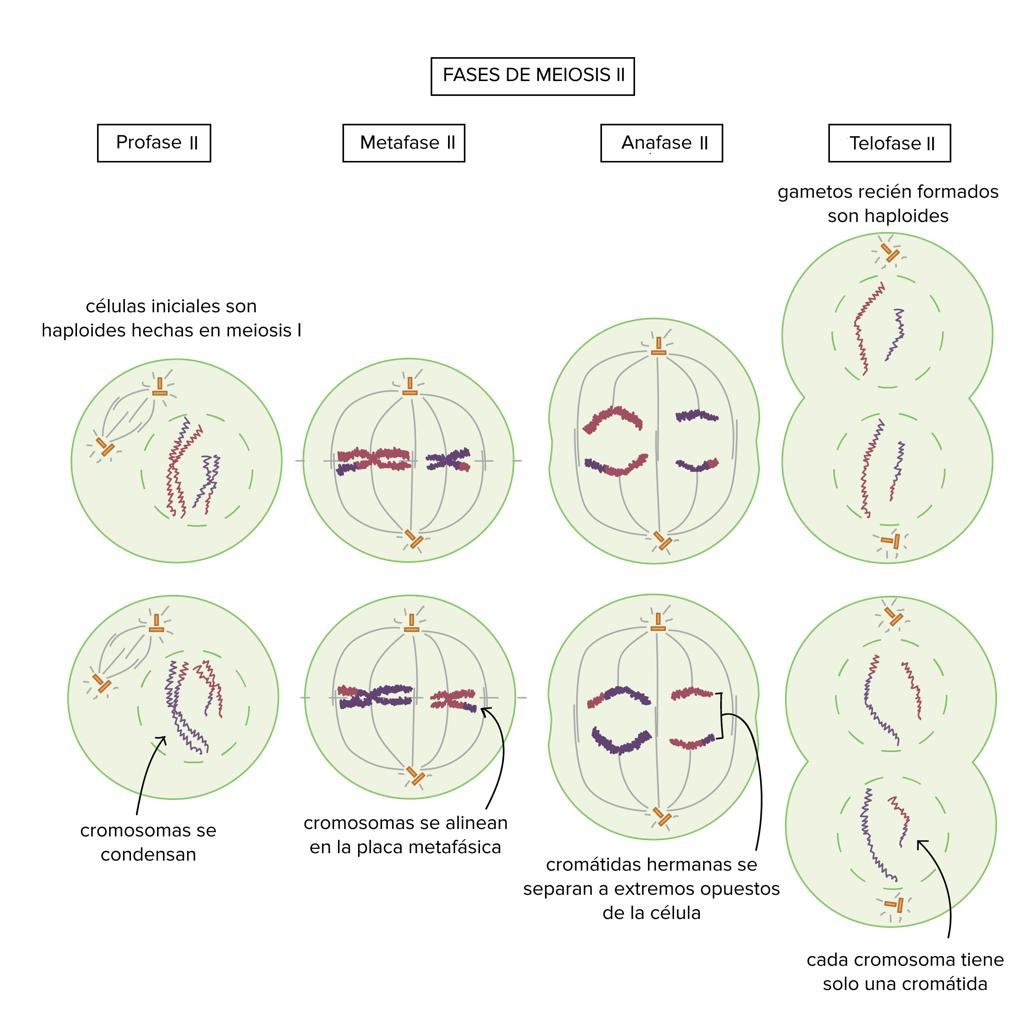 🧬DIVISIÓN CELULAR: MITOSIS Y MEIOSIS image