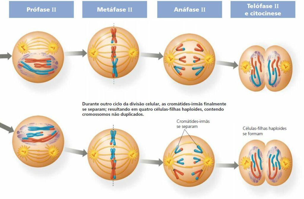 🧬DIVISIÓN CELULAR: MITOSIS Y MEIOSIS image