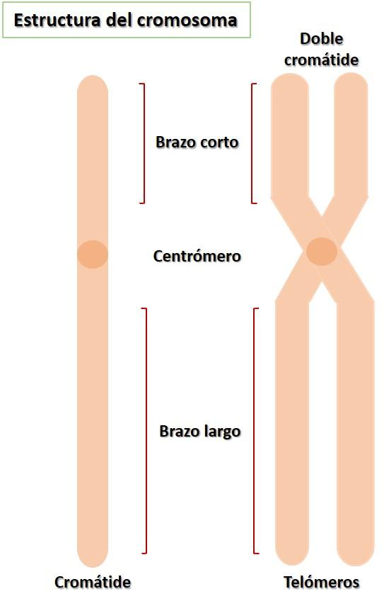 🧬DIVISIÓN CELULAR: MITOSIS Y MEIOSIS image