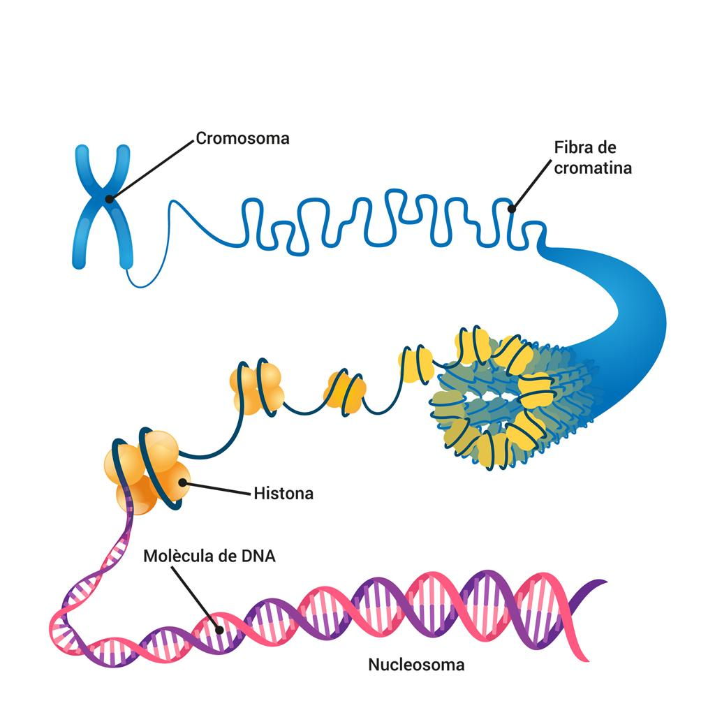 🧬DIVISIÓN CELULAR: MITOSIS Y MEIOSIS image