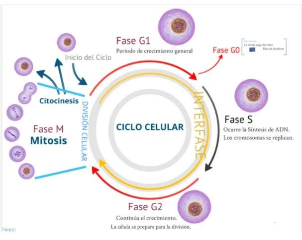🧬DIVISIÓN CELULAR: MITOSIS Y MEIOSIS image