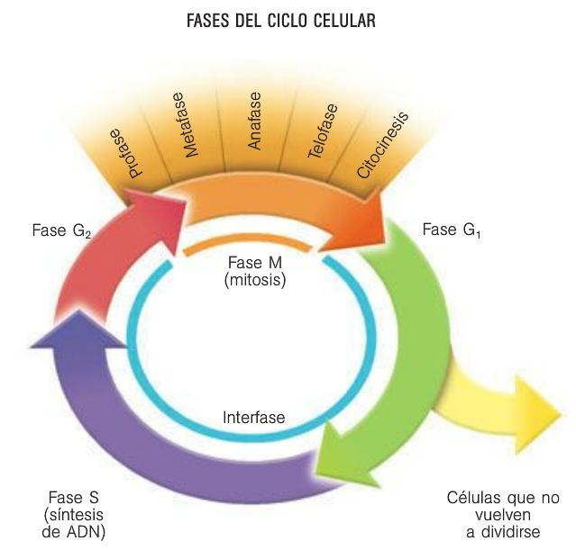 🧬DIVISIÓN CELULAR: MITOSIS Y MEIOSIS image