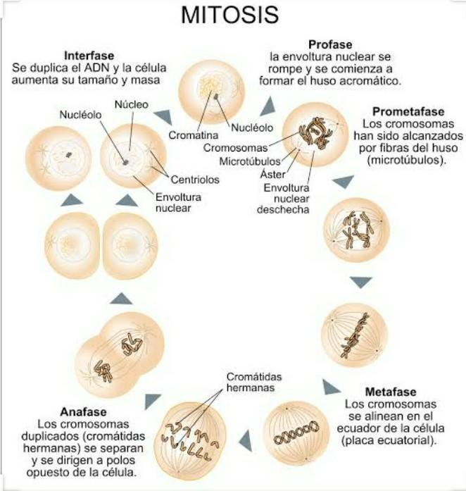 🧬DIVISIÓN CELULAR: MITOSIS Y MEIOSIS image